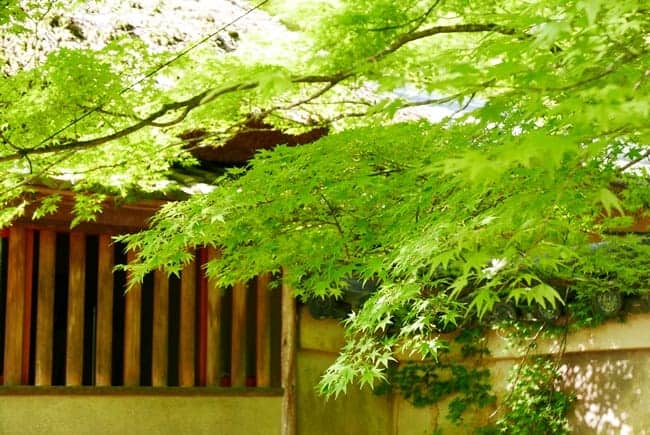 Visit-shinto-temple-in-summer