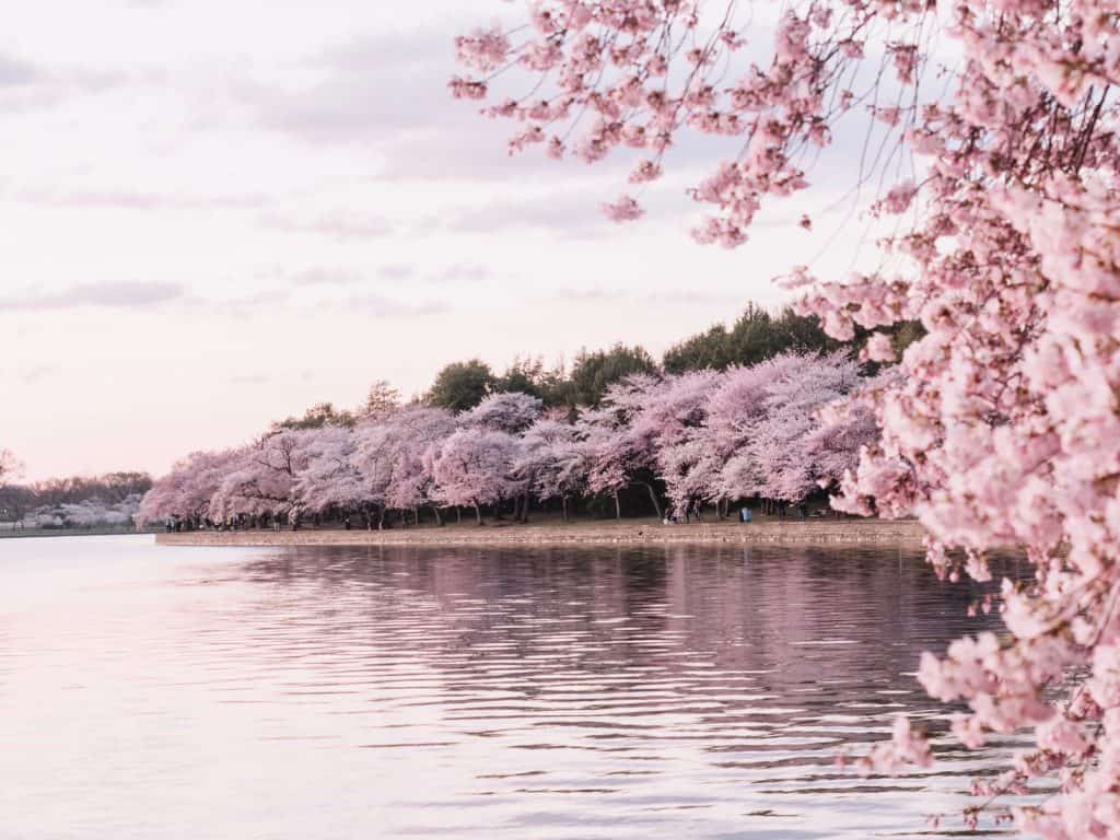 When Is The Cherry Blossom Season In Tokyo And The Best Viewing Spots 2021 Japan Truly