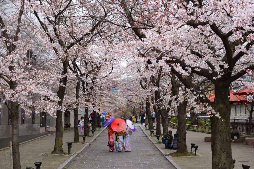 Sakura bloom 2022
