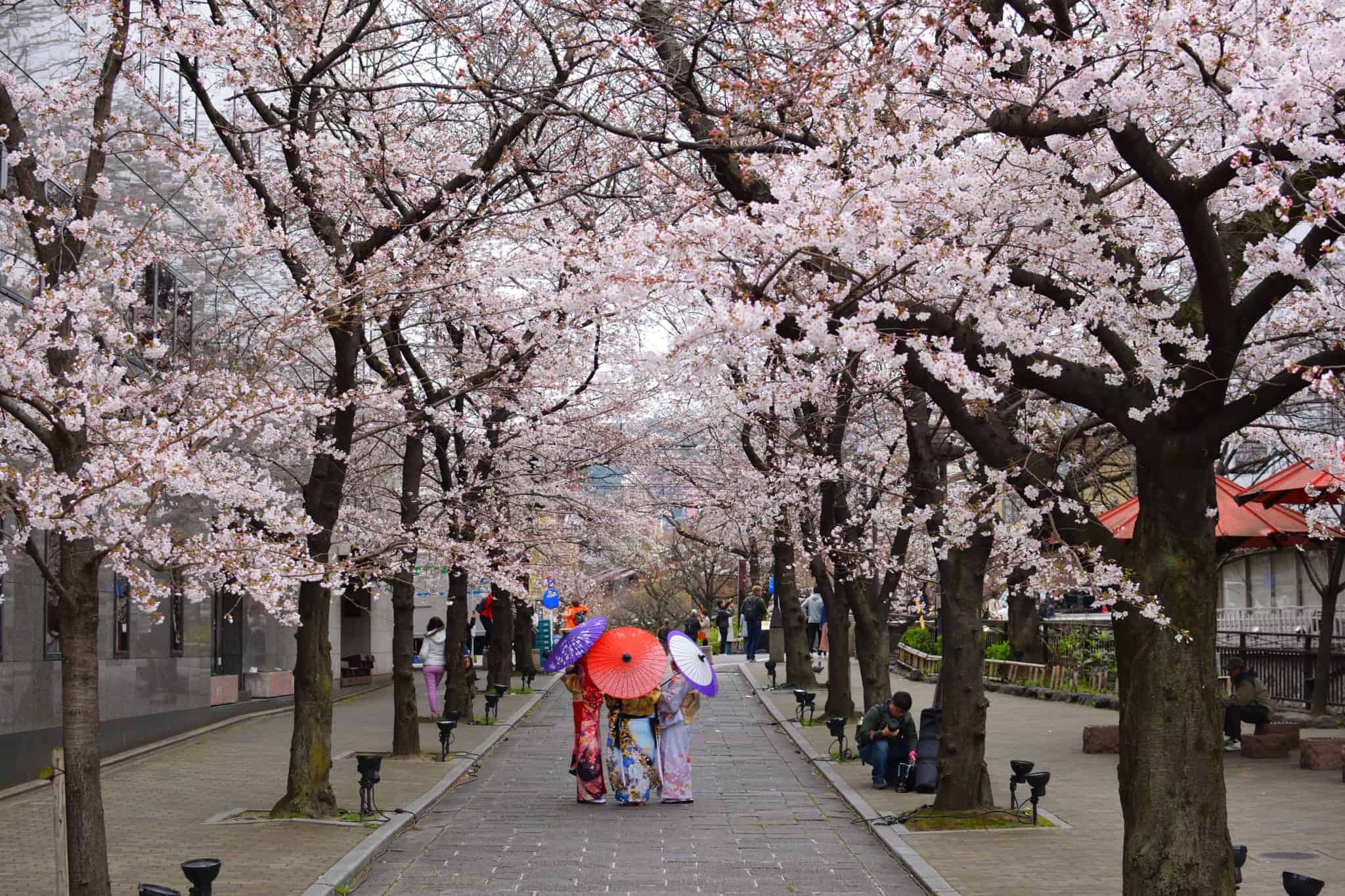 When Is The Cherry Blossom Season In Tokyo 2024? Japan Truly