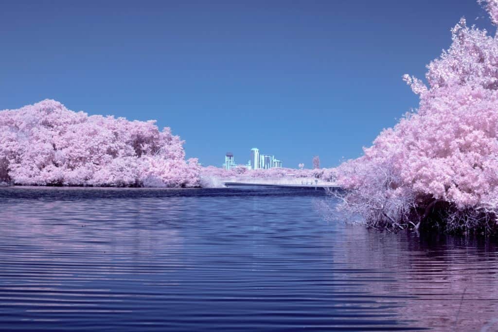 東京 桜 開花 2022