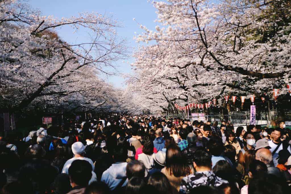 When Is The Cherry Blossom Season In Tokyo Cherry Blossom Tokyo 2021