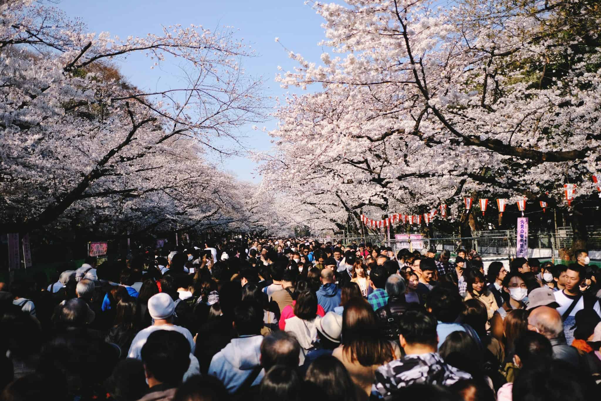 When Is The Cherry Blossom Season In Tokyo 2024? Japan Truly