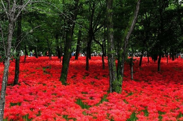 tourist spot in saitama japan