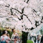 Cuándo es la temporada de los cerezos en flor en Tokio