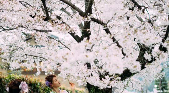 When is the Cherry Blossom Season in Tokyo