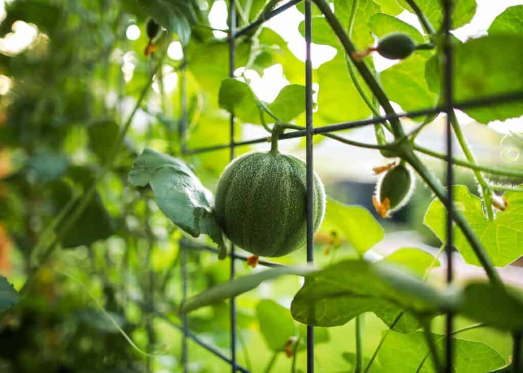 japanese melons are expensive