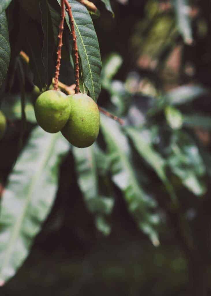 miyazaki mangoes