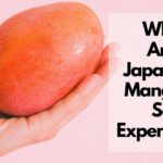 為什麼芒果在日本那麼貴