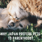 ¿Por qué Japón prefiere las mascotas a la paternidad?