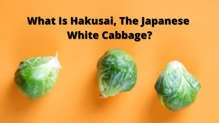 What Is Hakusai, The Japanese White Cabbage