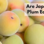 日本の梅は食用です