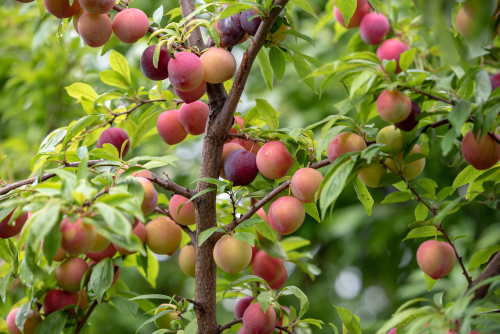 types of japanese plums