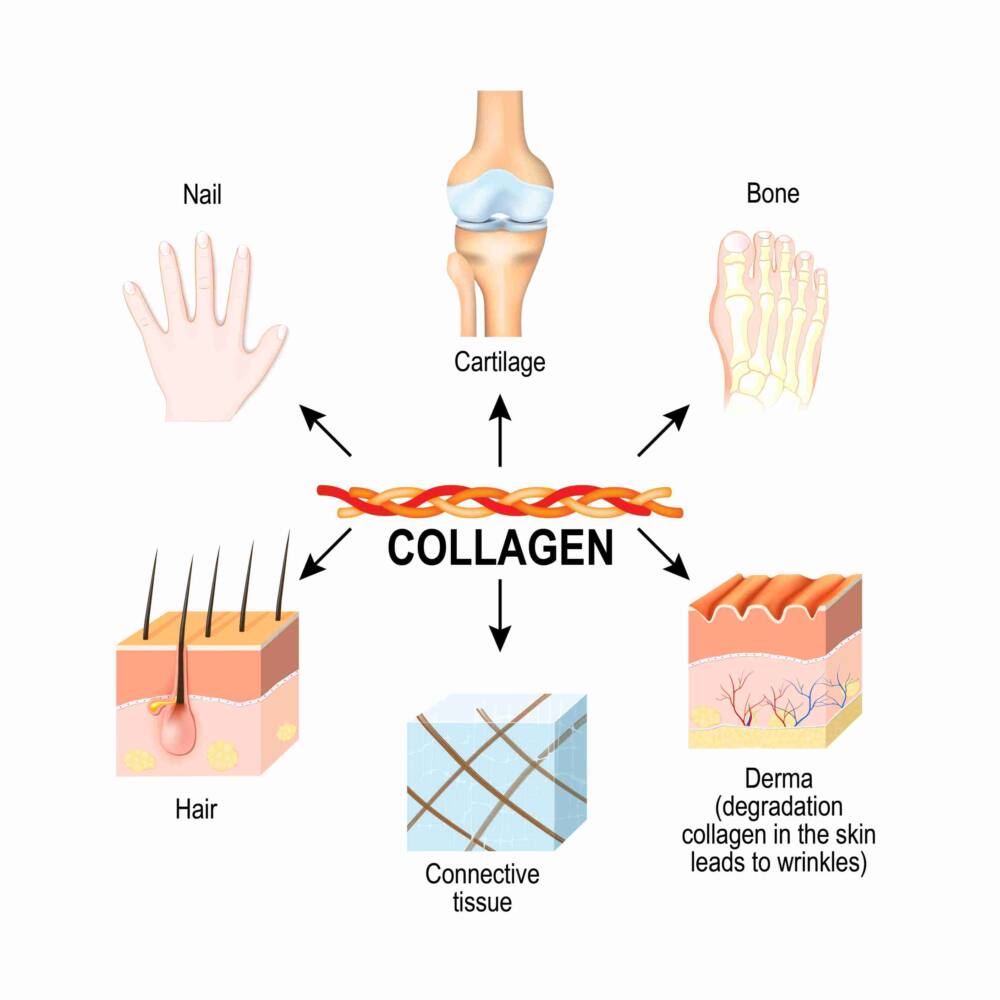 types of collagen
