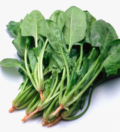 japanese-spinach-Horenso