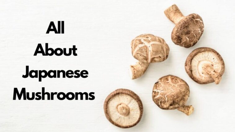 list of japanese mushrooms