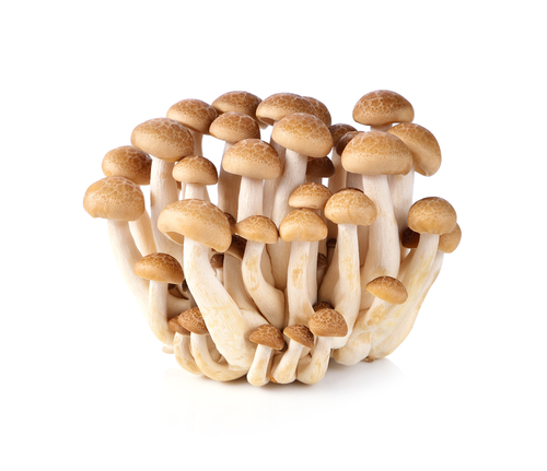 shimeji-mushroom-japan