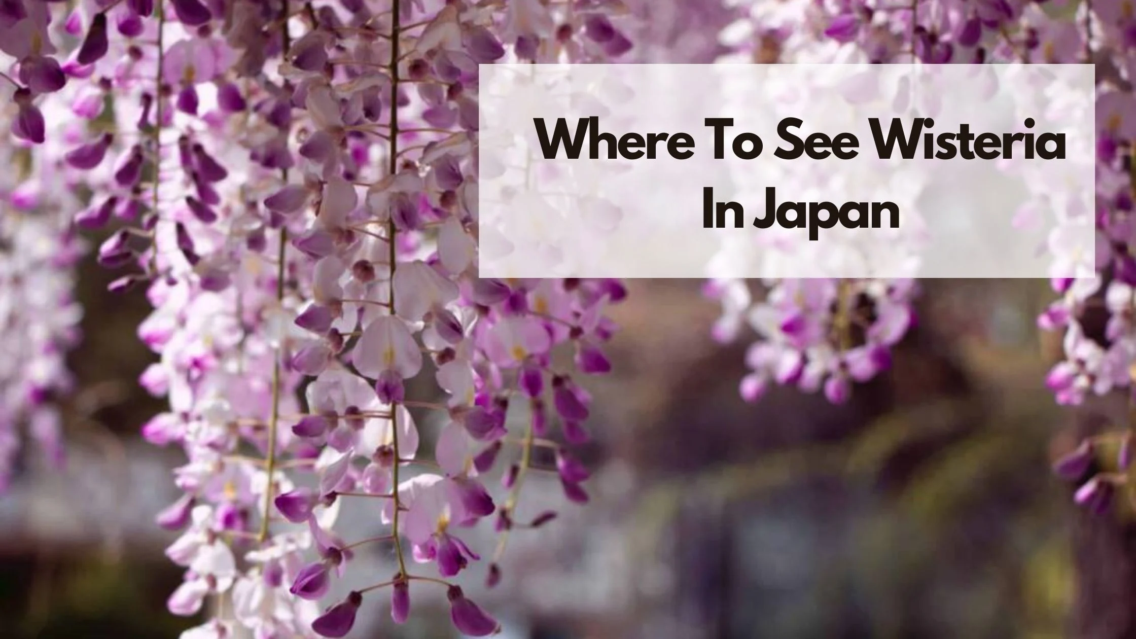 Where to see Wisteria in Japan