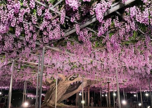 japan wisteria park