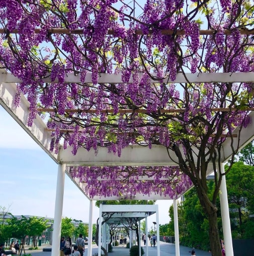 japanese wistera