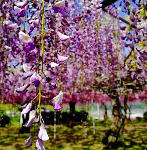 where to see wisteria in japan