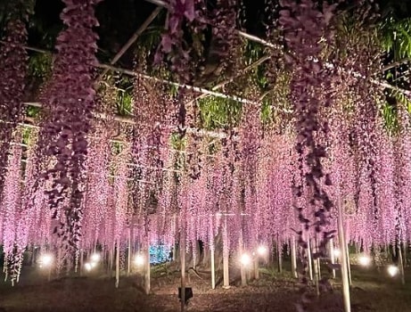 wisteria gardens japan