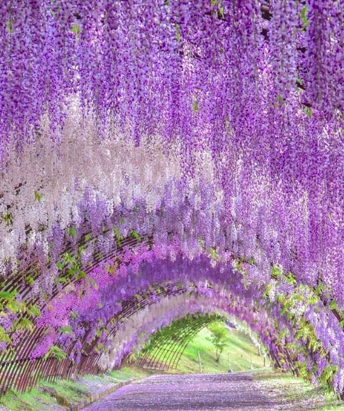 wisteria season japan