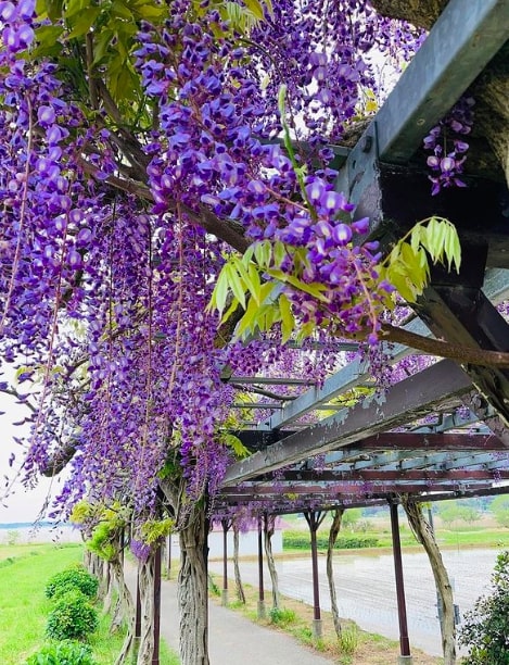wisteria trees in japan