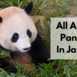 todo sobre los pandas en japón