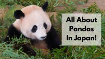 everything about pandas in japan