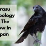 Karasu Symbology Of The Crow In Japan
