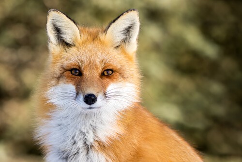 日本文化中的狐狸精