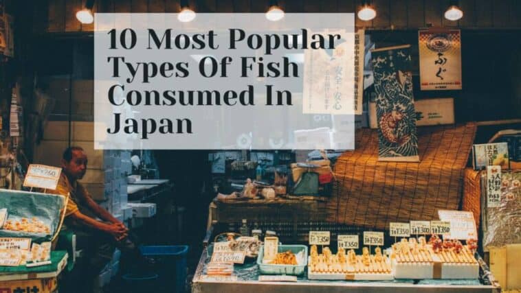 日本で最もよく食べられている魚10種類