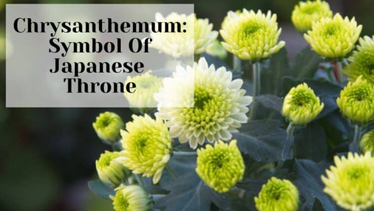 Crisantemo Símbolo Del Trono JaponésCrisantemo Símbolo Del Trono JaponésCrisantemo Símbolo Del Trono Japonés