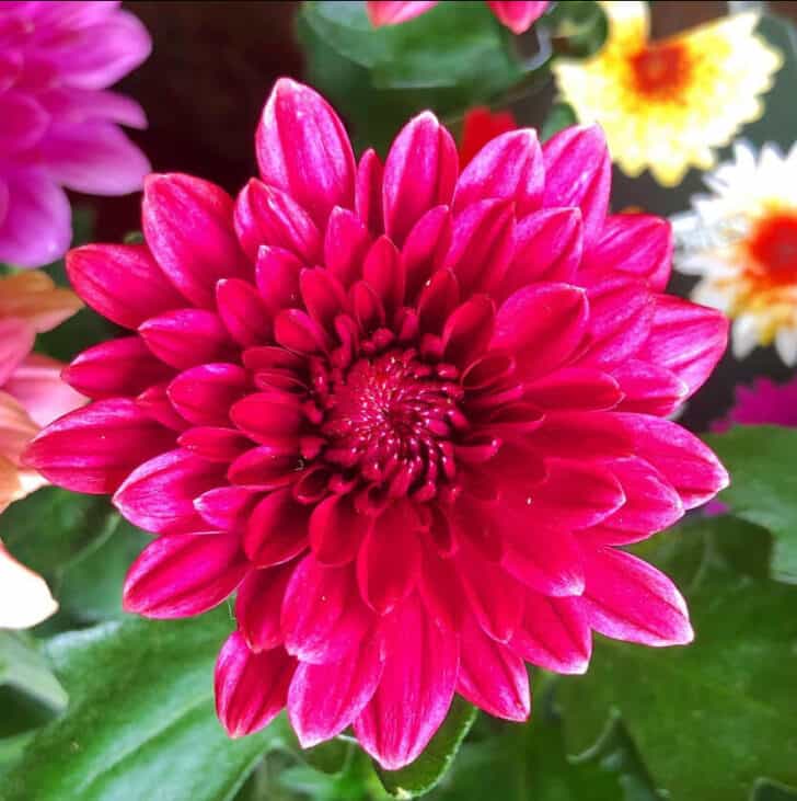 Chrysanthemum Symbol Of Japanese Throne Japan Truly