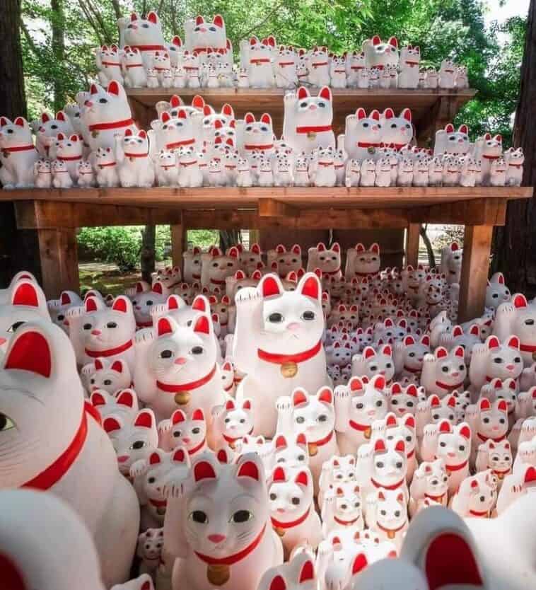 What Is Neko? Cats in Japan and Why Japanese Love Them So Much