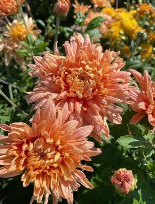 Hanakotoba Meaning Of Flowers In Japanese Japan Truly