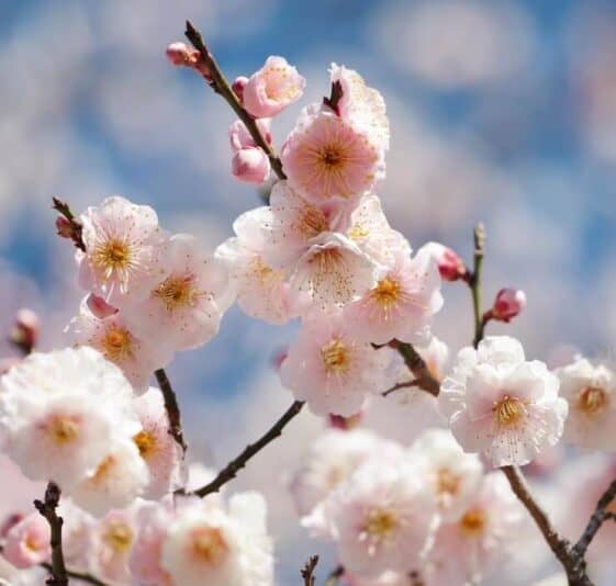 Hanakotoba Meaning Of Flowers In Japanese Japan Truly