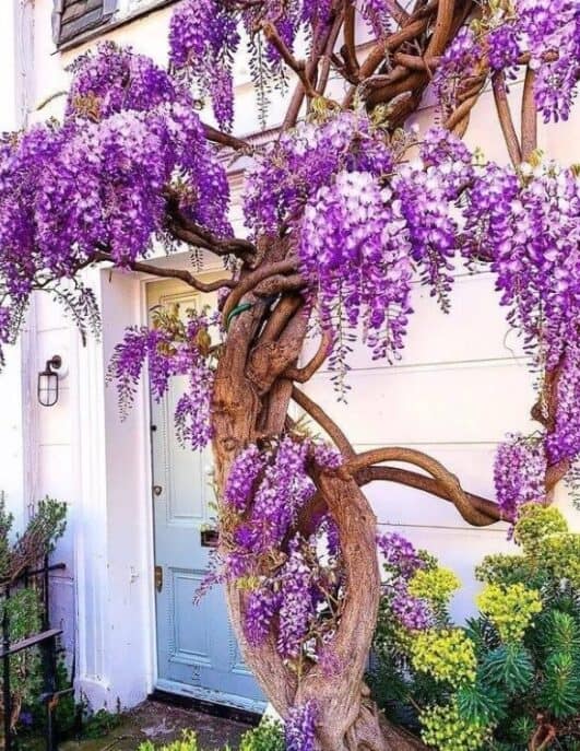 Hanakotoba Meaning Of Flowers In Japanese Japan Truly