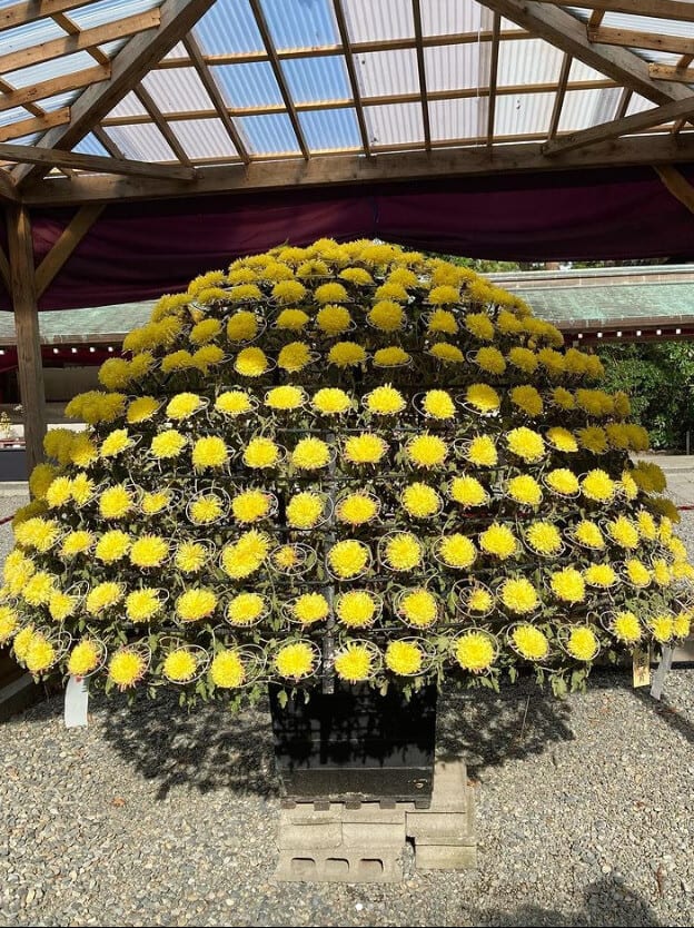 The Sapporo Chrysanthemum Festival in Japan