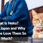 What Is Neko Cats in Japan and Why Japanese Love Them So Much