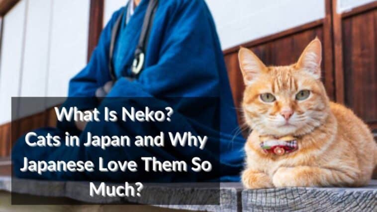 Qué son los gatos neko en Japón y por qué los japoneses los adoran tanto
