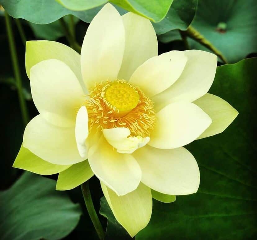 Yellow Lotus Flower Meaning in japan