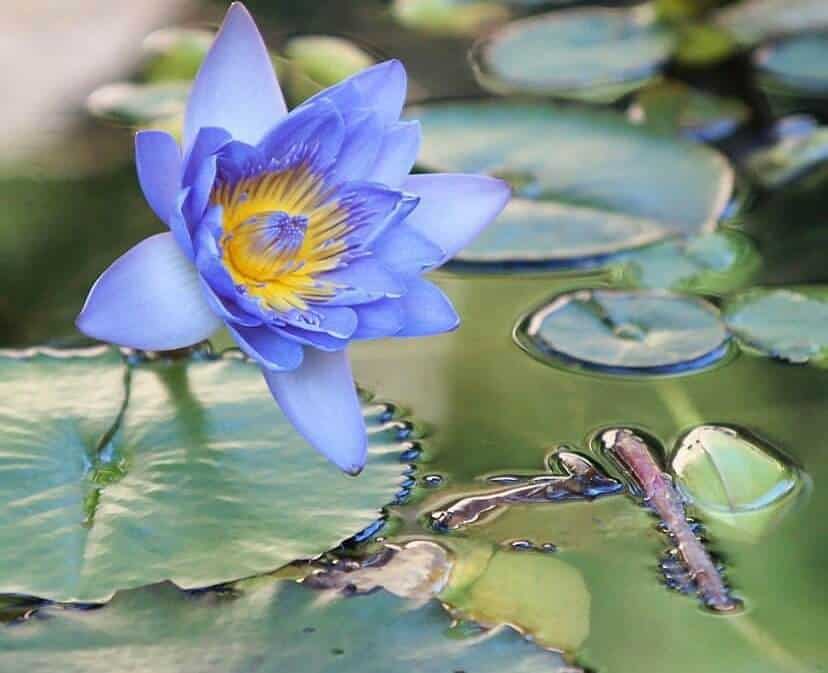 青い蓮の花と日本におけるその意義