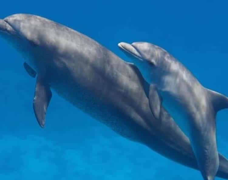 are dolphins killed in japan