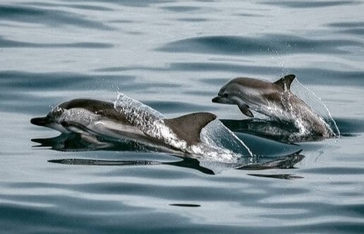 在日本，海豚是为了食物而被杀害的吗？