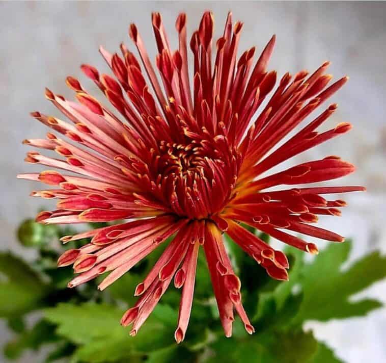 Chrysanthemum Symbol Of Japanese Throne Japan Truly