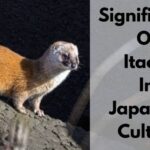 significado de itachi en la cultura japonesa