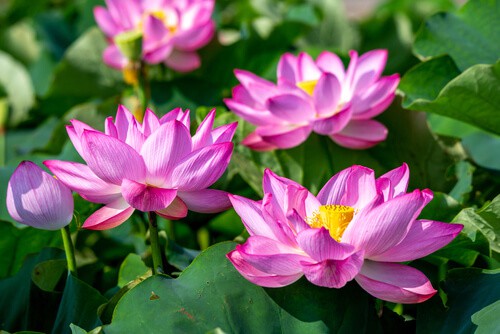 significado de loto rosa en japón