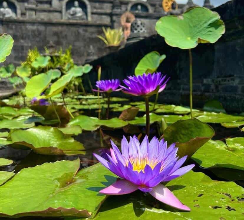 Purple Lotus Flower and its significance